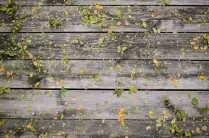 DECK staining